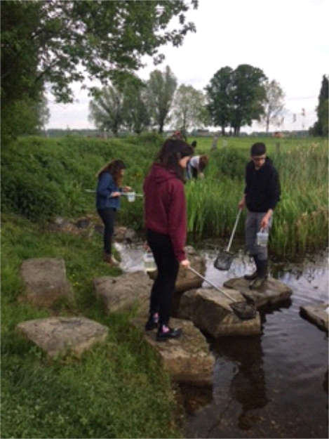 Untzersuchung der Wasserorganismen - Das Käschern Image